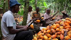 Otukonor and Ghanaian farmers harvesting cocoa pods