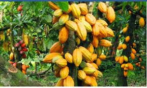 Ghana's President John Mahama and his government announced a new cocoa producer price for the 2025–2026 crop season